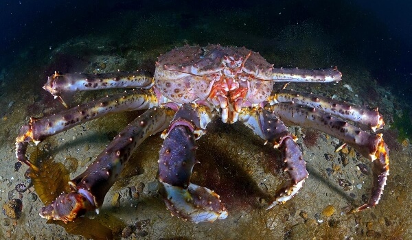 Foto: granchio reale di mare