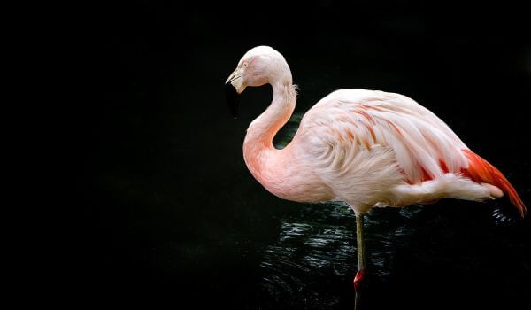 Foto: Flamingovogel