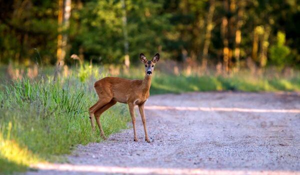Photo: Roe deer