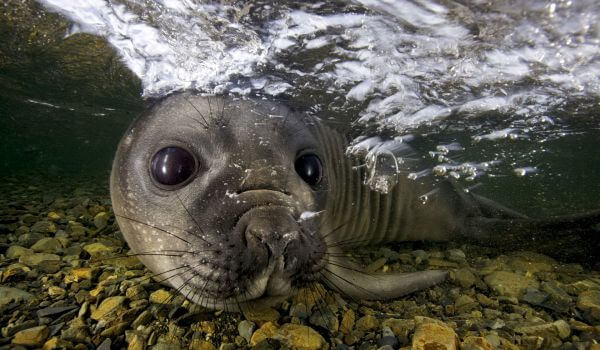 Photo seal Leopard Seal Seal 