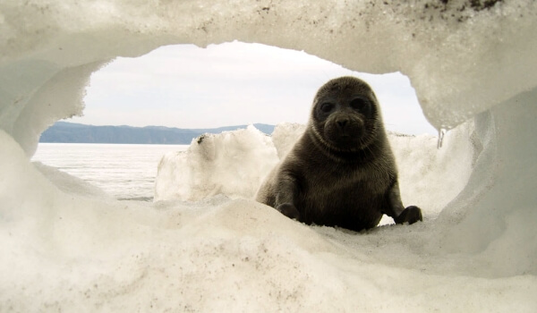 Foto: foca do Baikal no inverno