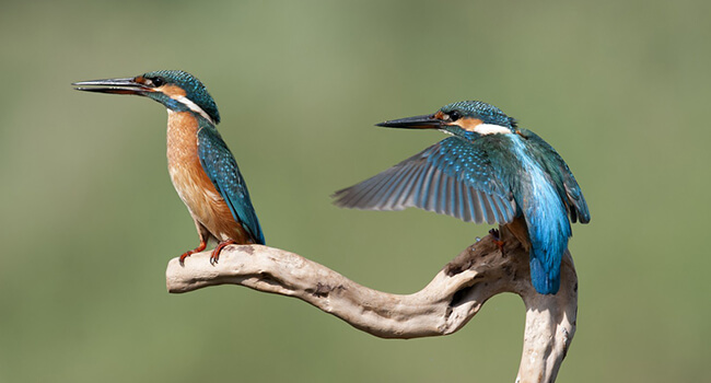 Foto: Pair of Kingfishers