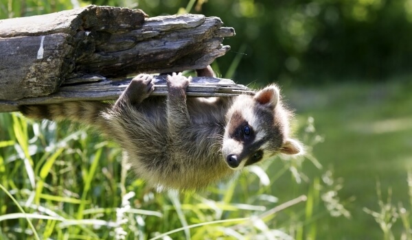 Photo: Glitter Raccoon Cub