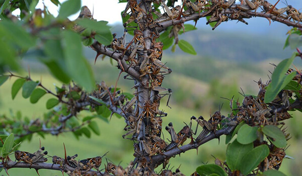 Photo: Locust Invasion