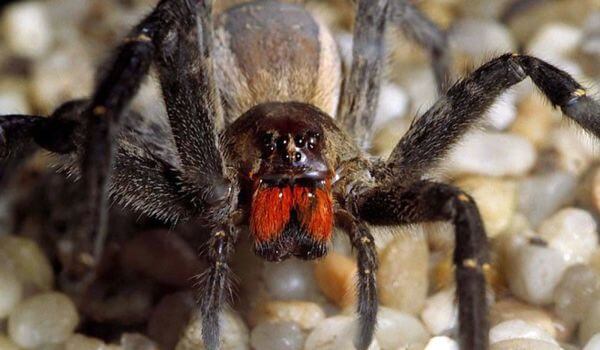 Photo: Animal spider soldier