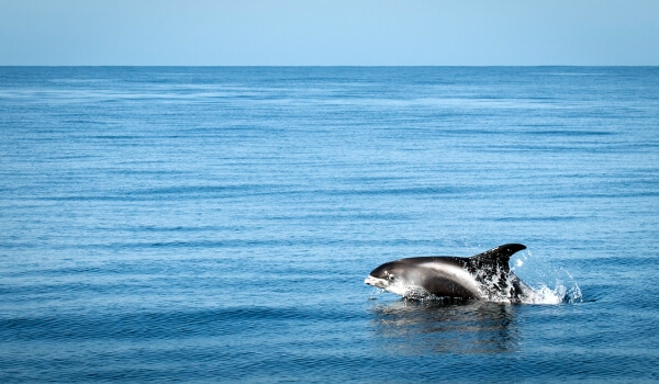 Photo: Whiteface dolphin