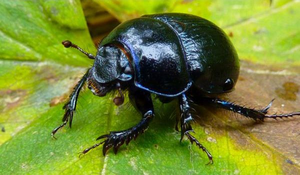 Photo: Scarab Beetle