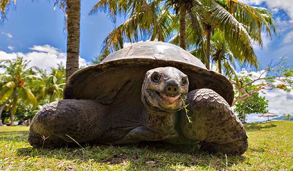 Foto: Kæmpeskildpadde i naturen