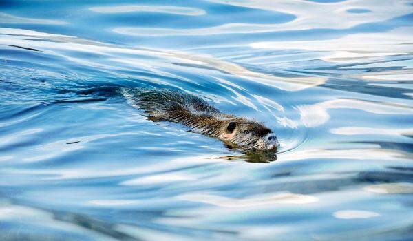 Photo: Water vole in water