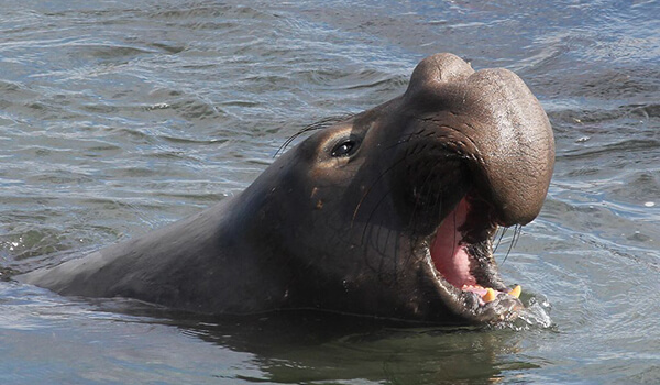 Photo: What a seal looks like