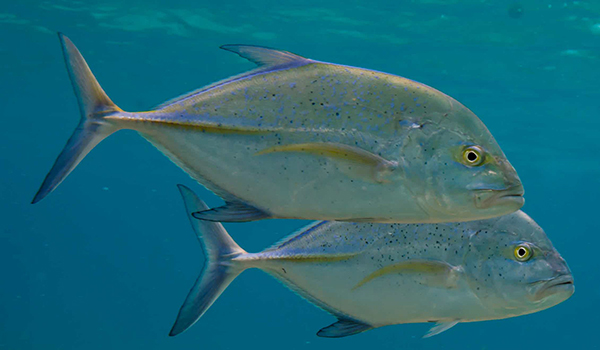 Photo: What a large trevally looks like
