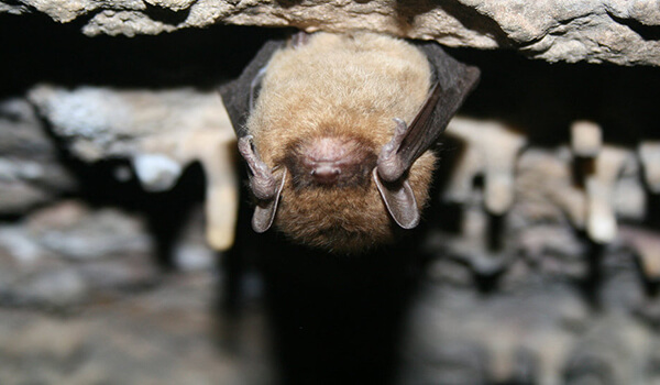 Photo: Bat bat