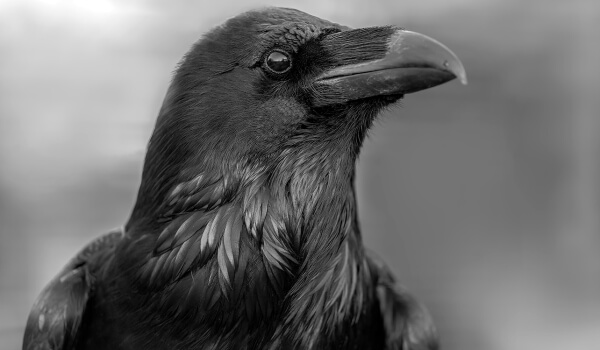 Photo: Black Raven