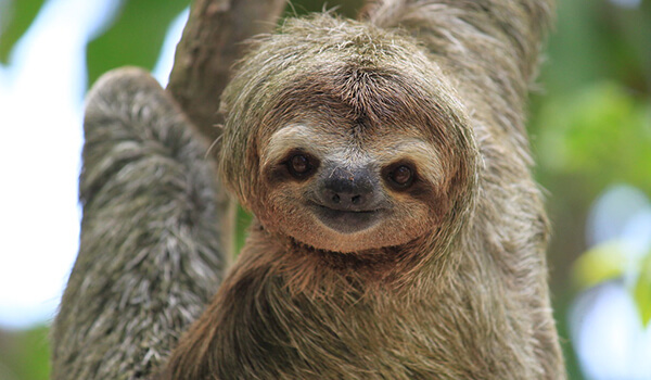 Foto: Lesser Sloth
