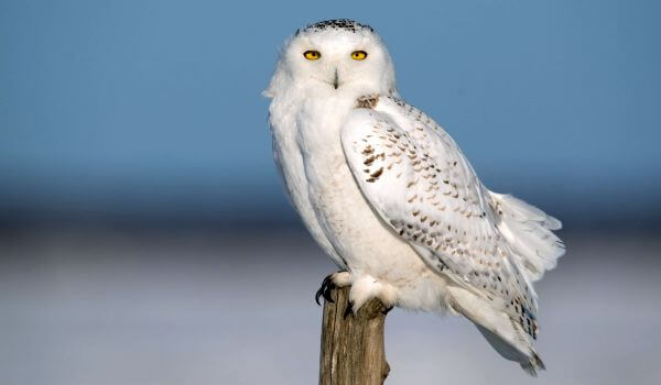 Foto: Snowy Owl