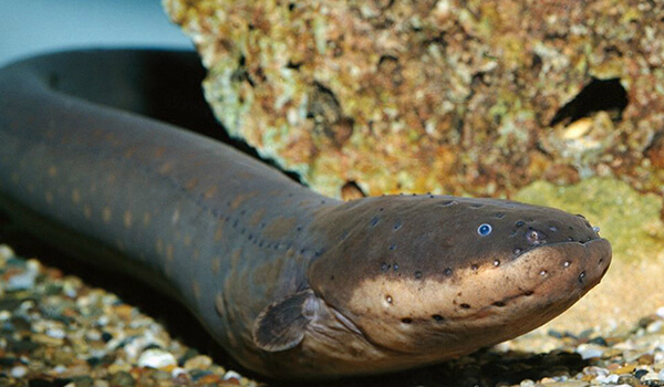 Photo: Electric eel fish