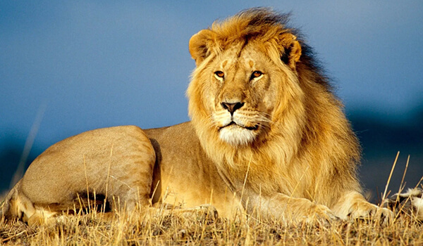 Photo: What an African lion looks like