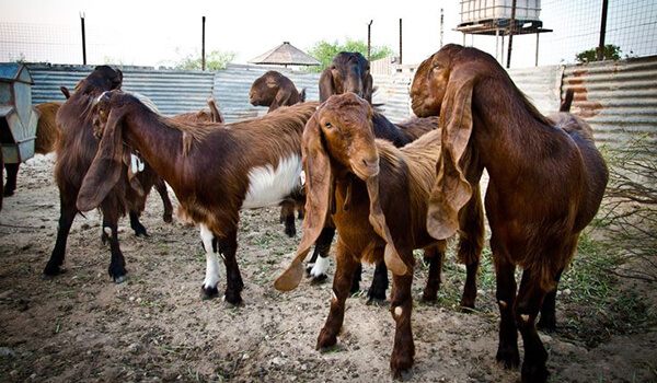 Photo: Damascus goat breed shami