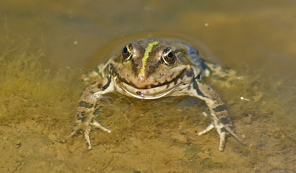 Photo : Lake Frog