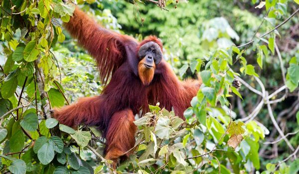 Photo: Orangutan Red Book