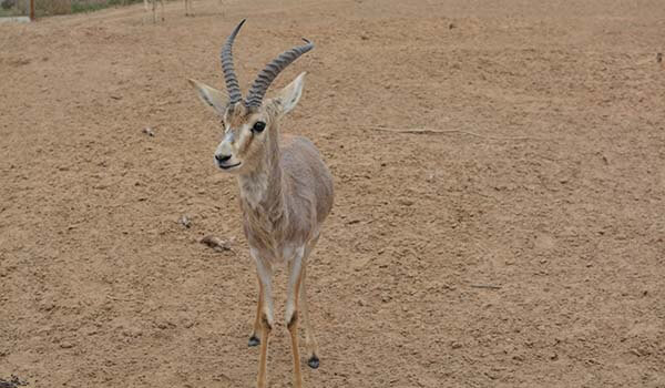 Photo: Goitered antelope