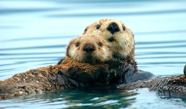 Photo: Baby sea otter