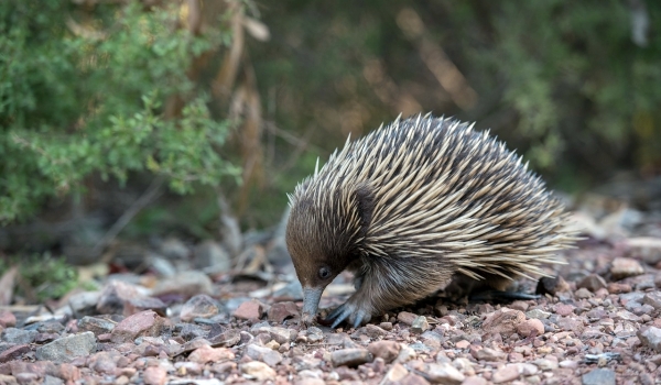  Foto: Equidna animal da Austrália