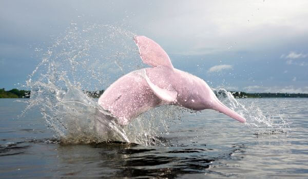 Foto: Delfín z růžové řeky