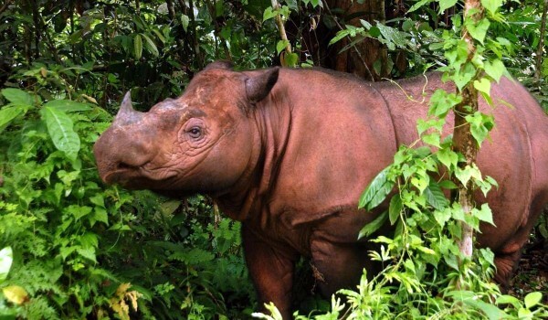 Photo: Sumatran Rhino in nature