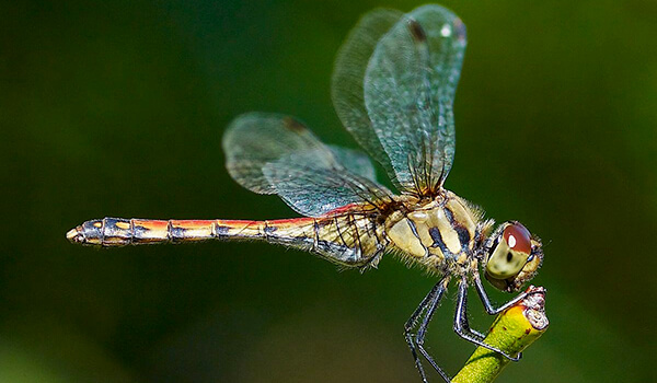 Photo: Dragonfly