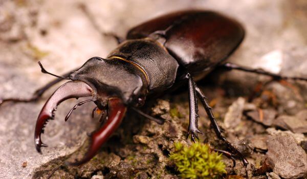 Photo: Stag beetle insect