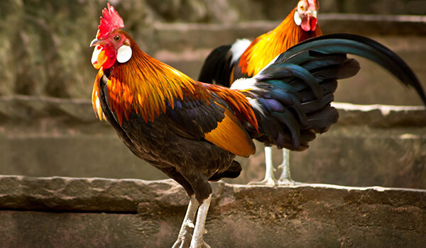 Photo: What a rooster looks like