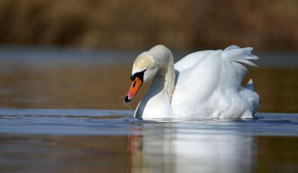 Foto: Mute swan
