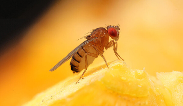 Photo: Drosophila Insect