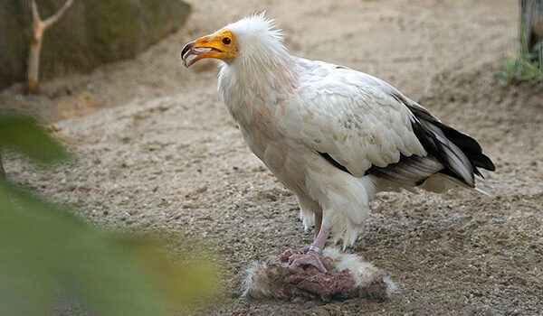 Photo: What a Vulture looks like