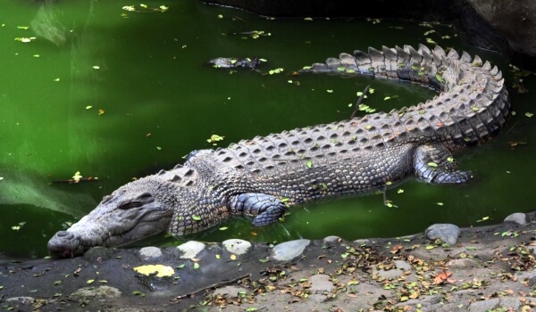 Photo: Salted crocodile in nature