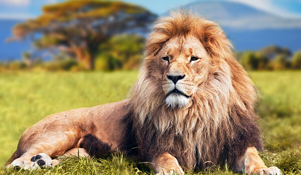 Photo: Predatory African Lion