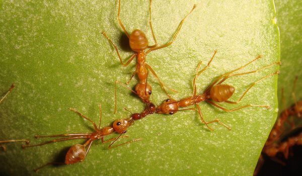 Photo: Pharaoh ant in nature