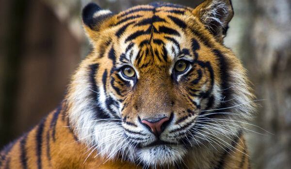 Photo: Predatory Sumatran Tiger