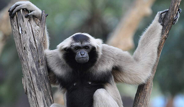 Photo: What a gibbon looks like