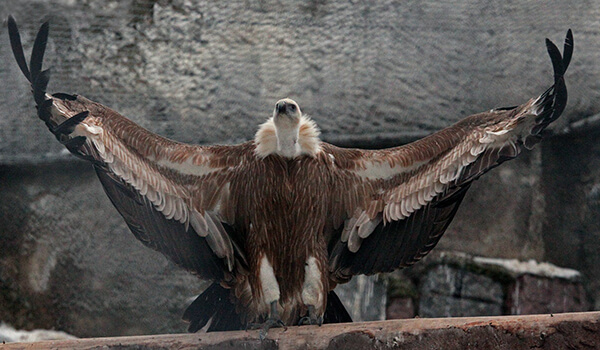 Foto: Como é o abutre-africano
