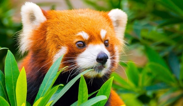 Photo: Lesser Red Panda
