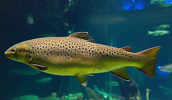 Photo: Brown trout in the lake