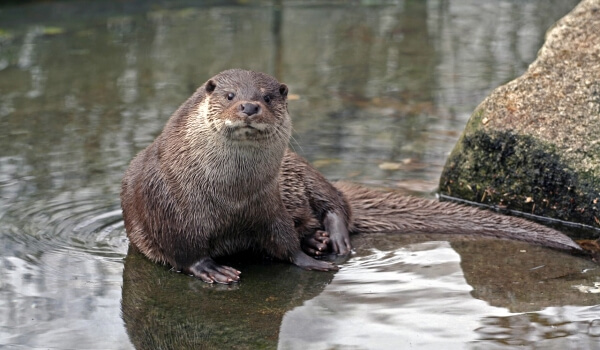 Photo: Animal Otter