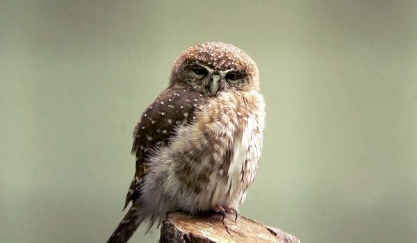 Photo: Splyushka Owl