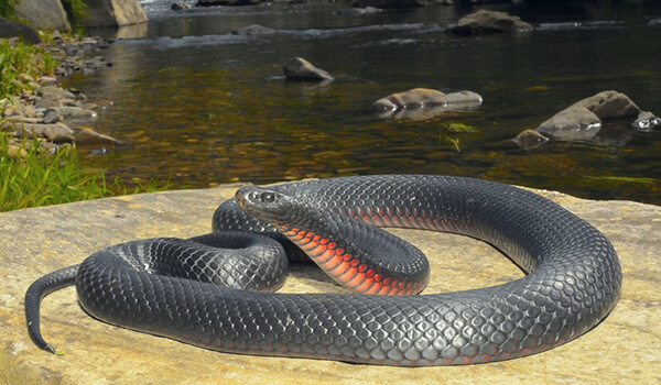 Photo: Black snake