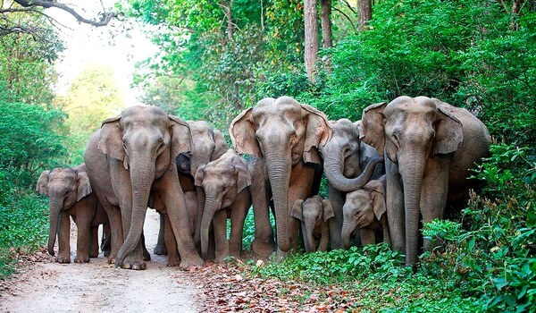 Photo: Indian Elephants