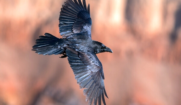 Photo: Raven Animal