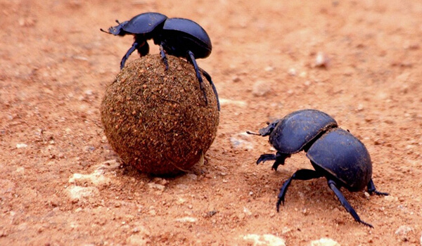 Photo: Ball dung beetle