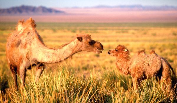 Photo: Cub camel